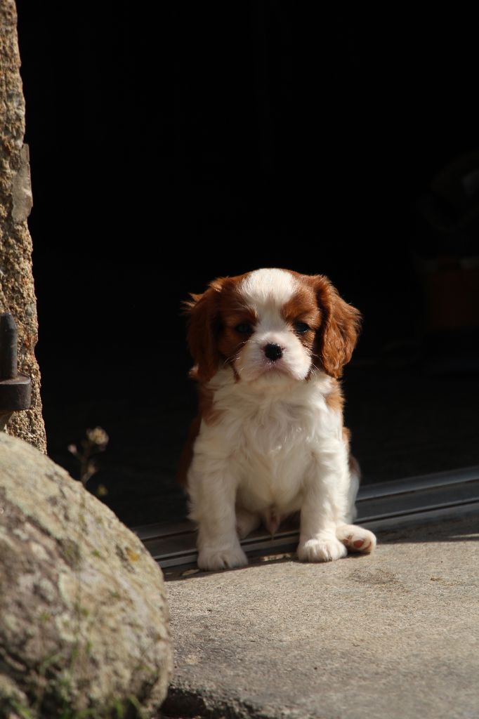 Du Domaine Des Etoiles D'Argos - Chiots disponibles - Cavalier King Charles Spaniel