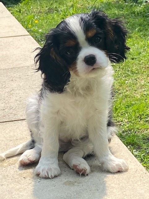 Du Domaine Des Etoiles D'Argos - Chiots disponibles - Cavalier King Charles Spaniel