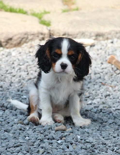 Du Domaine Des Etoiles D'Argos - Chiots disponibles - Cavalier King Charles Spaniel