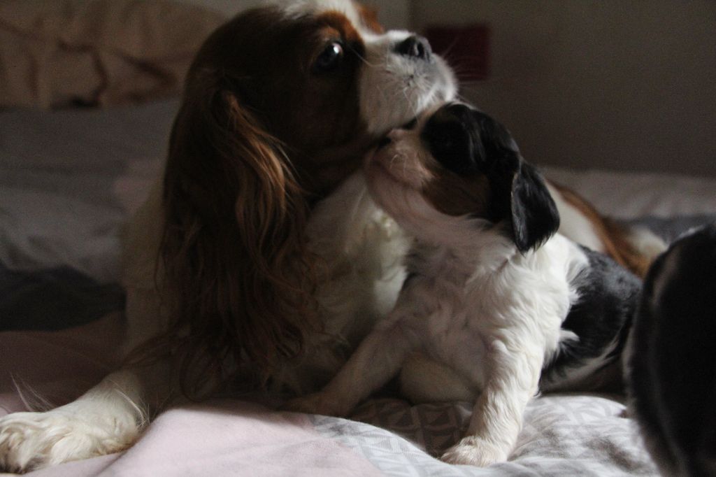 Du Domaine Des Etoiles D'Argos - Cavalier King Charles Spaniel - Portée née le 27/03/2025